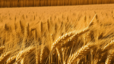 jobsnewsportal.com get a thriving crop of these three types of wheat and youll make a lot of money get a thriving crop of these three types of wheat and youll make a lot of money
