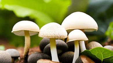 jobsnewsportal.com this is how you can grow mushrooms but be careful of these illnesses this is how you can grow mushrooms but be careful of these illnesses