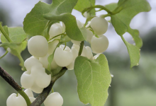 jobsnewsportal.com learn how to grow milky vine in nurseries as well as about disease pest managemen