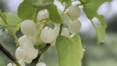 jobsnewsportal.com learn how to grow milky vine in nurseries as well as about disease pest managemen