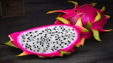 Dragon-fruit-farming. Jpeg