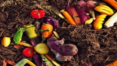 Natural-and-organic-farming. Jpeg