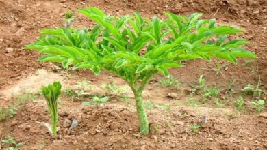 Cultivation of yam