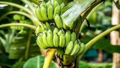 Banana cultivation