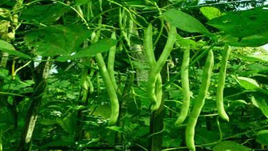 Beans cultivation