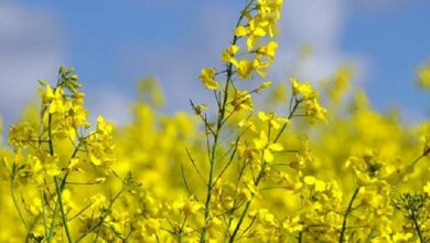 Cumin and mustard cultivation