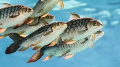 Fish farming
