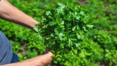 Green coriander cultivation