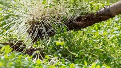 Green manure