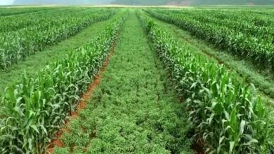 Intercropping farming