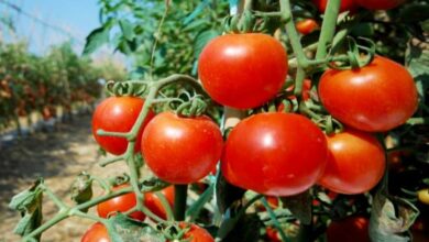 Tomato farming