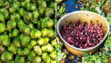 Water chestnut cultivation