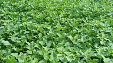Ashwagandha farming: