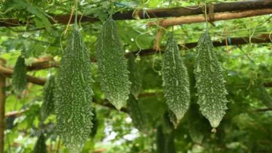 Bitter gourd cultivation