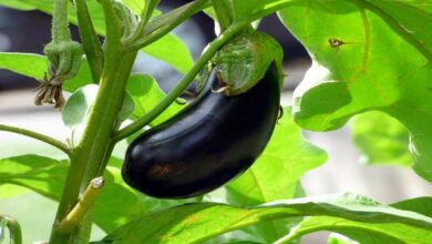 Brinjal farming