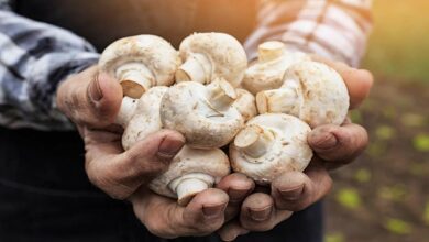 Button mushrooms