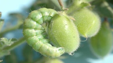 Chickpea pest tips: