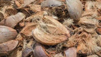 Coconut peel fertilizer