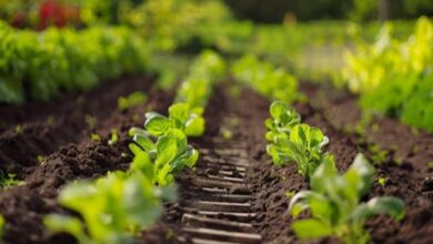 Cultivation methods