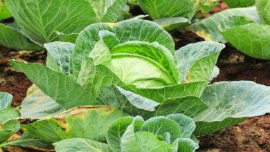 Cultivation of cabbage