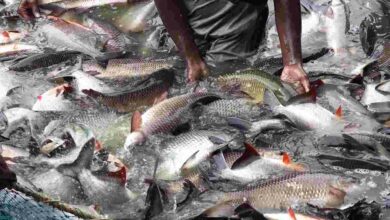 Fish farming