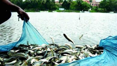 Fish farming