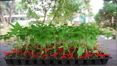 Grafted vegetable farming