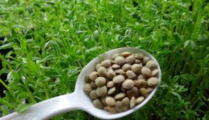 Lentil crop cultivation