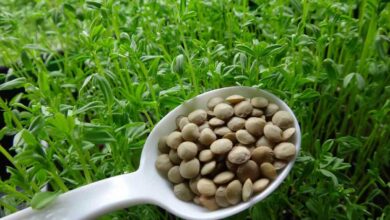 Lentil crop cultivation