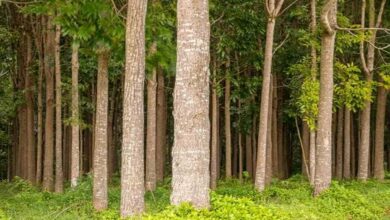 Mahogany tree farming
