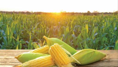 Maize farming