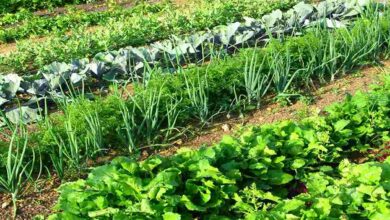 Mixed crop cultivation