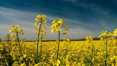 Mustard farming