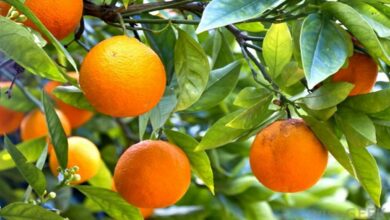 Orange farming