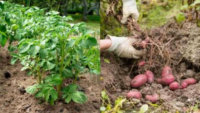 Potato farming tips