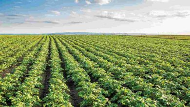Protect potato crop