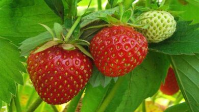 Strawberry cultivation