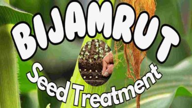 Use of beejamrit in farming