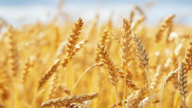 Wheat farming:
