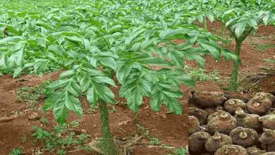 Yam cultivation