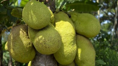 Leaf spot disease in jackfruit