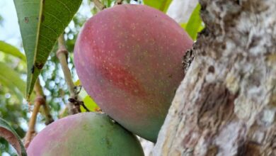 Miyazaki mango farming
