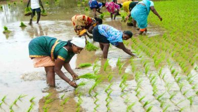 Paddy cultivation