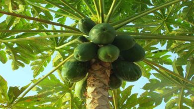 Papaya cultivation
