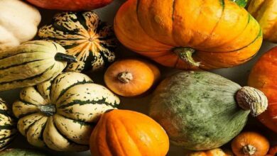 Pumpkin vegetables