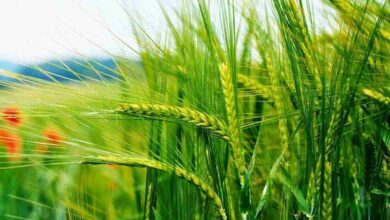 Wheat crop