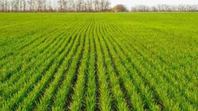 Wheat farming