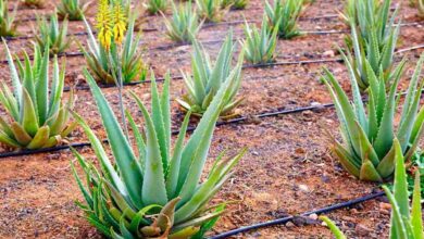 Aloe vera farming