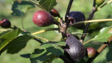 Anjeer farming tips