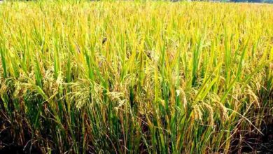 Basmati rice cultivation